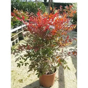 HEAVENLY BAMBOO SEEDS, FOLIAGE - Caribbean garden seed