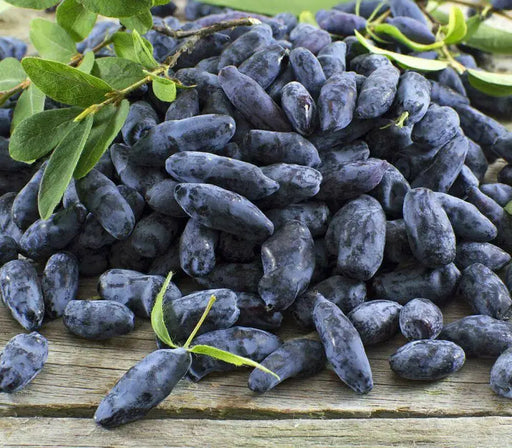 Haskap Berry, Berry Blue (4'' POT)  Fruit VINE, STARTER PLANT - Caribbean garden seed