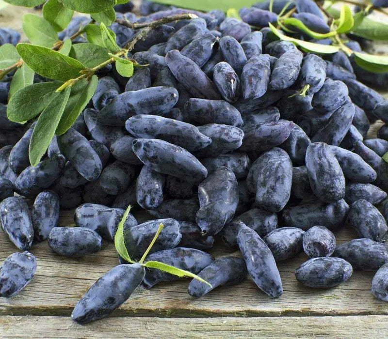 Haskap Berry, Berry Blue (4'' POT)  Fruit VINE, STARTER PLANT - Caribbean garden seed