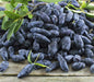 Haskap Berry, Berry Blue (4'' POT)  Fruit VINE, STARTER PLANT - Caribbean garden seed