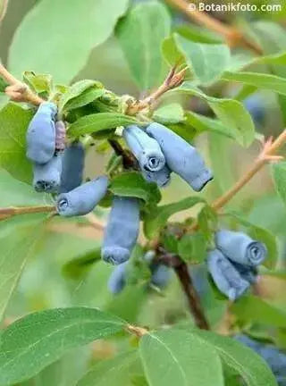 Haskap Berry, Berry Blue (4'' POT)  Fruit VINE, STARTER PLANT - Caribbean garden seed