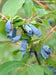 Haskap Berry, Berry Blue (4'' POT)  Fruit VINE, STARTER PLANT - Caribbean garden seed