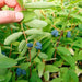 Haskap Berry, Berry Blue (4'' POT)  Fruit VINE, STARTER PLANT - Caribbean garden seed