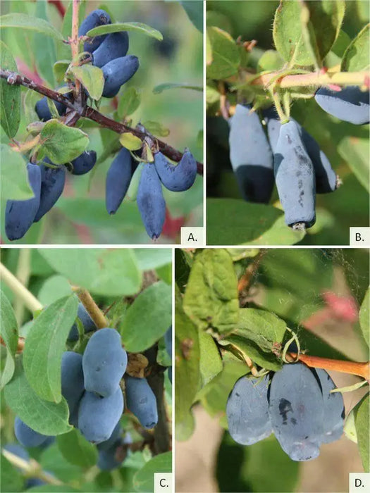 Haskap Berry, Berry Blue (4'' POT)  Fruit VINE, STARTER PLANT - Caribbean garden seed