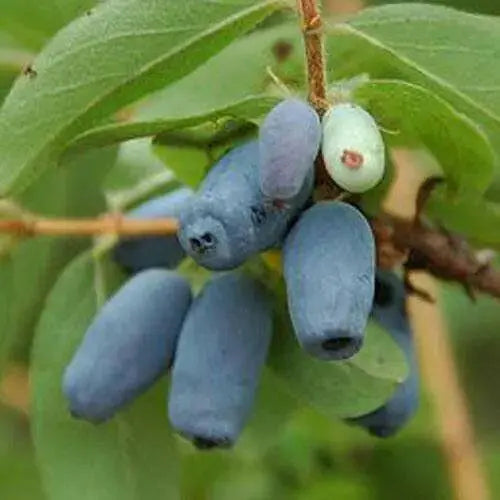 Haskap Berry, Berry Blue (4'' POT)  Fruit VINE, STARTER PLANT - Caribbean garden seed