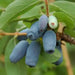 Haskap Berry, Berry Blue (4'' POT)  Fruit VINE, STARTER PLANT - Caribbean garden seed