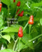 HAWAIIAN RED KONA -Pepper Seed, Capsicum frutescens - Caribbean garden seed