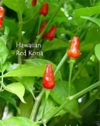 HAWAIIAN RED KONA -Pepper Seed, Capsicum frutescens - Caribbean garden seed