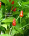 HAWAIIAN RED KONA -Pepper Seed, Capsicum frutescens - Caribbean garden seed