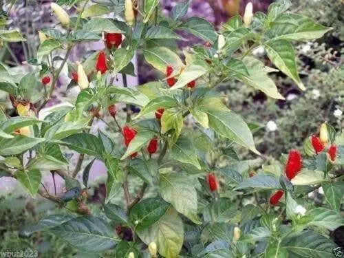 HAWAIIAN RED KONA -Pepper Seed, Capsicum frutescens - Caribbean garden seed
