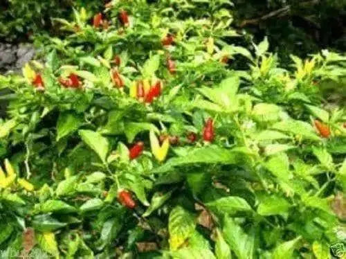 HAWAIIAN RED KONA -Pepper Seed, Capsicum frutescens - Caribbean garden seed