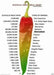 HAWAIIAN RED KONA -Pepper Seed, Capsicum frutescens - Caribbean garden seed