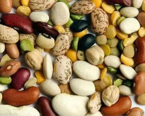 Heirloom Legumes Paris Bistro Soup Bean Mix Bulk - Caribbean garden seed