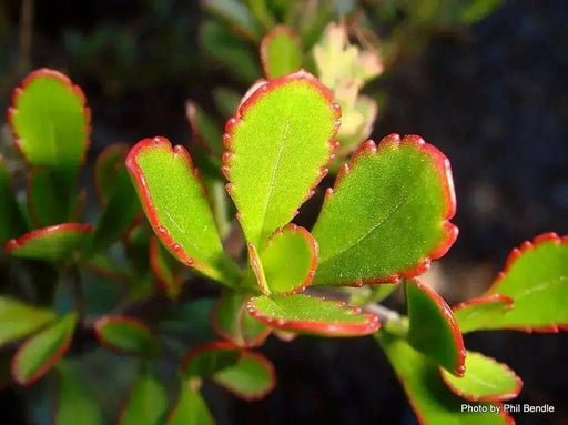 Hebe raoulii, flowers SEED,EVERGREEN SUCCULENT - Caribbean garden seed