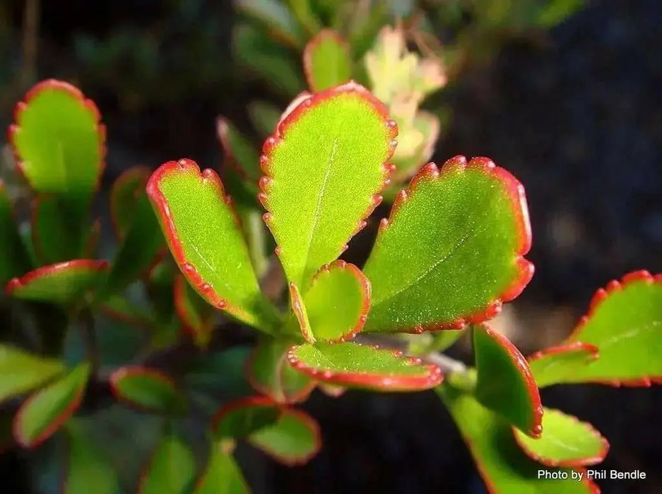 Hebe raoulii, flowers SEED,EVERGREEN SUCCULENT - Caribbean garden seed