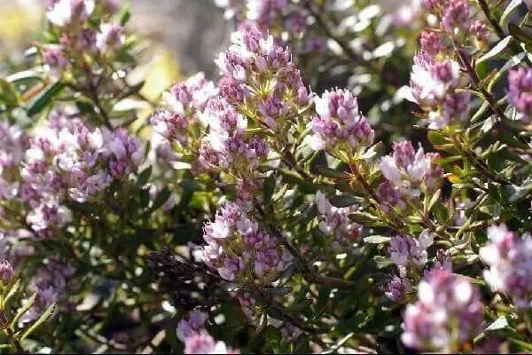 Hebe raoulii, flowers SEED,EVERGREEN SUCCULENT - Caribbean garden seed