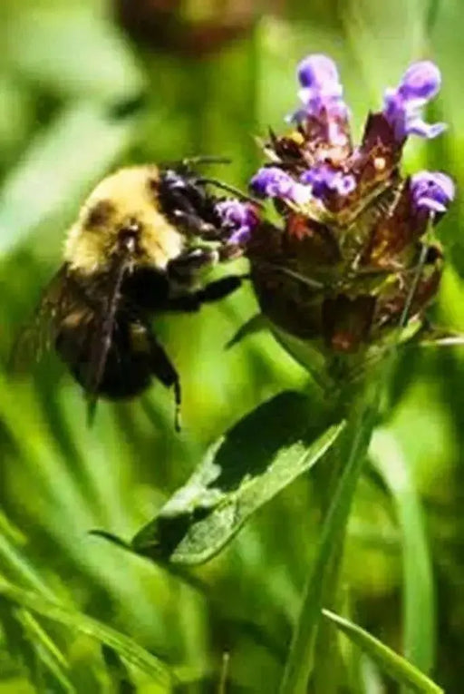 HEAL ALLFlowers Seeds - Caribbean garden seed