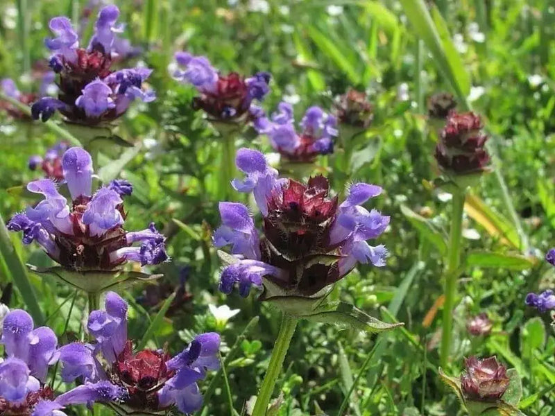 HEAL ALLFlowers Seeds - Caribbean garden seed