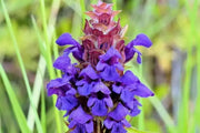 HEAL ALLFlowers Seeds - Caribbean garden seed
