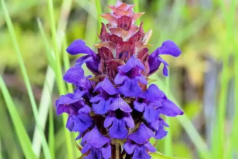 HEAL ALLFlowers Seeds - Caribbean garden seed