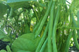 Harvester Bean Seeds( BUSH) annual vegetable - Caribbean garden seed