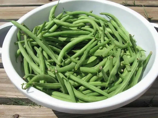 Harvester Bean Seeds( BUSH) annual vegetable - Caribbean garden seed