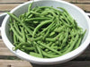 Harvester Bean Seeds( BUSH) annual vegetable - Caribbean garden seed