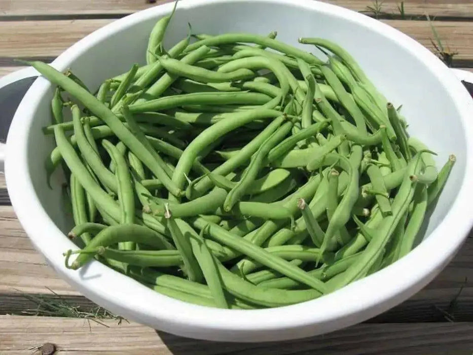 Harvester Bean Seeds( BUSH) annual vegetable - Caribbean garden seed