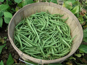 Harvester Bean Seeds( BUSH) annual vegetable - Caribbean garden seed