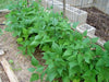 Harvester Bean Seeds( BUSH) annual vegetable - Caribbean garden seed