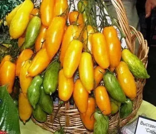 Heirloom Tomato Seeds,"BANANA LEGS  Yellow /Gold - Solanum lycopersicum - Caribbean garden seed