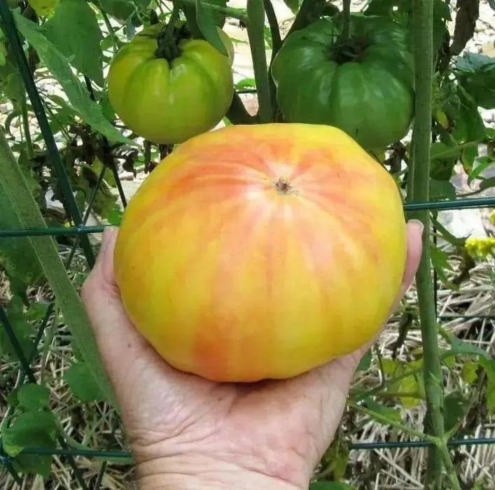 HEIRLOOM TOMATO ,Mr. Stripey, Solanum lycopersicum \ variety of beefsteak tomato,  Great For Sandwiches, salads,Slicing - Caribbean garden seed
