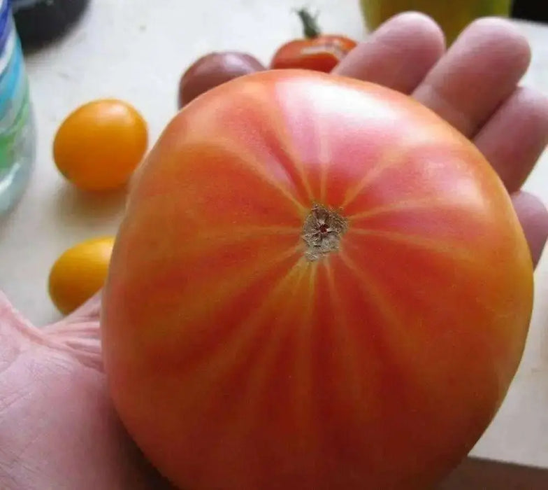 HEIRLOOM TOMATO ,Mr. Stripey, Solanum lycopersicum \ variety of beefsteak tomato,  Great For Sandwiches, salads,Slicing - Caribbean garden seed