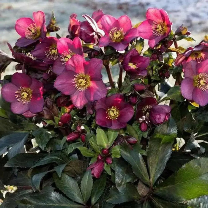 Helleborus ‘Red Mountain’ Lenten Rose BAREROOT PLANT - Caribbean garden seed