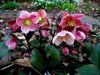 Helleborus ‘Red Mountain’ Lenten Rose BAREROOT PLANT - Caribbean garden seed