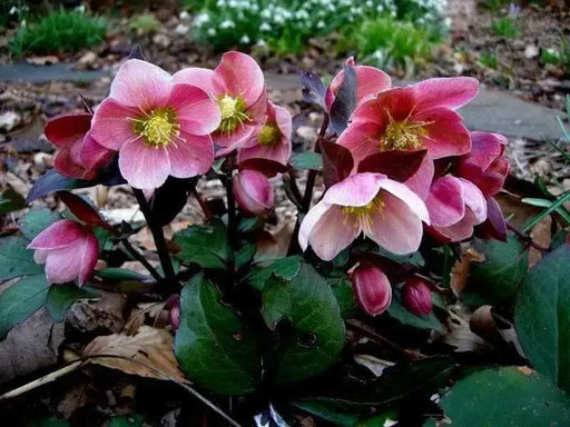 Helleborus ‘Red Mountain’ Lenten Rose BAREROOT PLANT - Caribbean garden seed