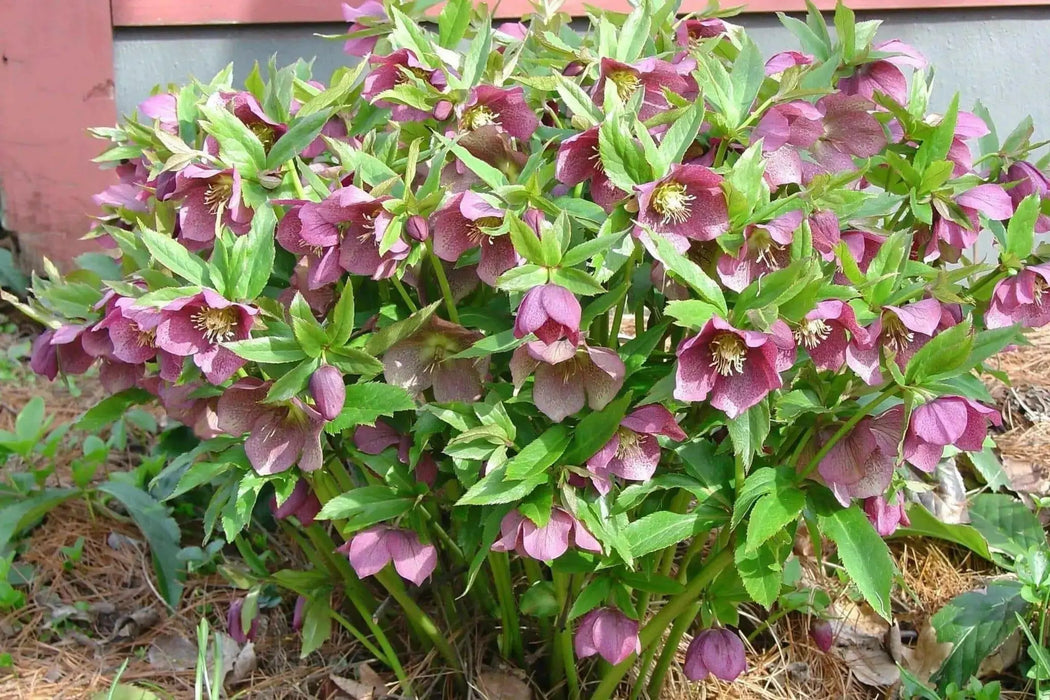 Helleborus ‘Red Mountain’ Lenten Rose BAREROOT PLANT - Caribbean garden seed