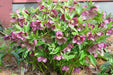 Helleborus ‘Red Mountain’ Lenten Rose BAREROOT PLANT - Caribbean garden seed