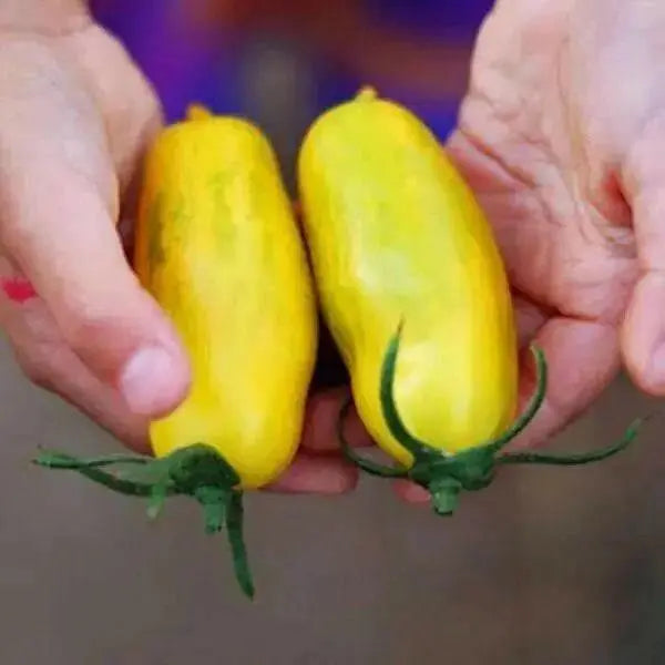 Heirloom Tomato Seeds,"BANANA LEGS TOMATO" Yellow /Gold - Solanum lycopersicum - Open pollinated. - Caribbean garden seed