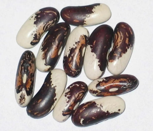 Heirloom Vermont Appaloosa Bean Seed (Phaseolus Vulgaris)snap bean,dried ,shelled Bush/Dry. - Caribbean garden seed