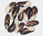 Heirloom Vermont Appaloosa Bean Seed (Phaseolus Vulgaris)snap bean,dried ,shelled Bush/Dry. - Caribbean garden seed