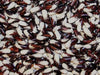 Heirloom Vermont Appaloosa Bean Seed (Phaseolus Vulgaris)snap bean,dried ,shelled Bush/Dry. - Caribbean garden seed