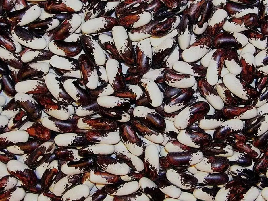 Heirloom Vermont Appaloosa Bean Seed (Phaseolus Vulgaris)snap bean,dried ,shelled Bush/Dry. - Caribbean garden seed