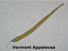 Heirloom Vermont Appaloosa Bean Seed (Phaseolus Vulgaris)snap bean,dried ,shelled Bush/Dry. - Caribbean garden seed