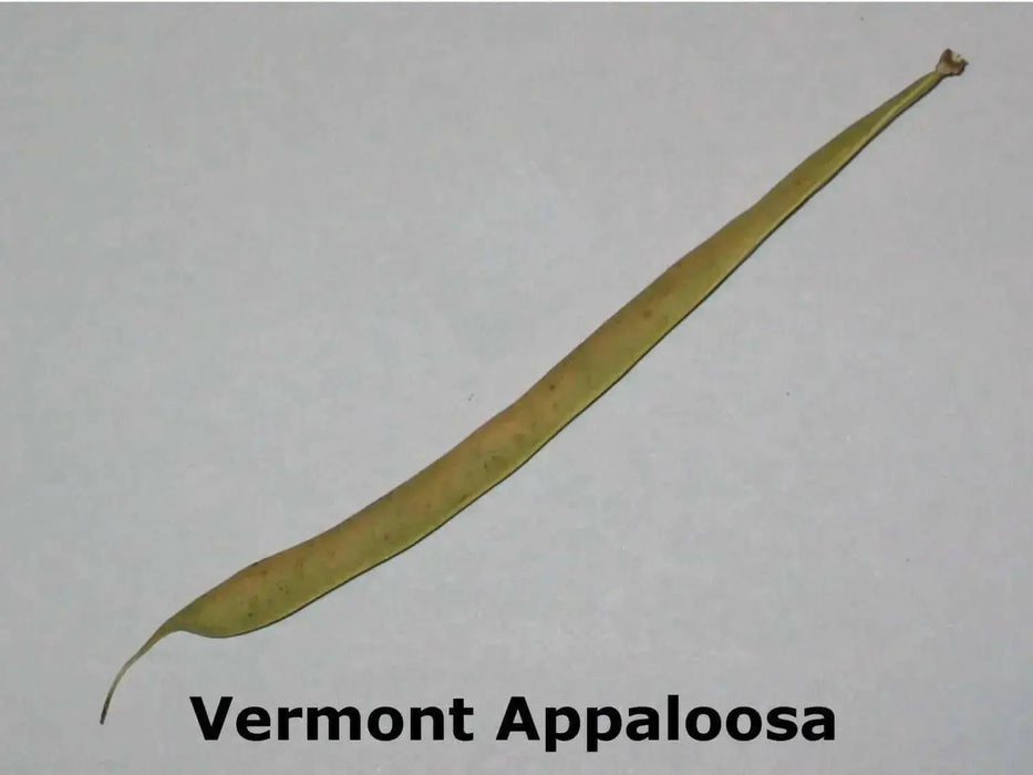 Heirloom Vermont Appaloosa Bean Seed (Phaseolus Vulgaris)snap bean,dried ,shelled Bush/Dry. - Caribbean garden seed
