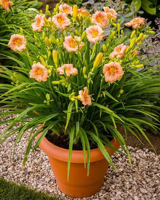 Hemerocallis EveryDaylily ,Pink Daylily (3 BAREroots) perennial, fragrant FLOWERS PLANT - Caribbean garden seed