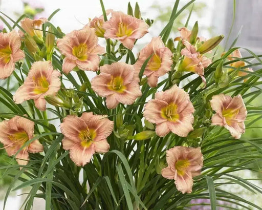 Hemerocallis EveryDaylily ,Pink Daylily (3 BAREroots) perennial, fragrant FLOWERS PLANT - Caribbean garden seed