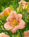 Hemerocallis EveryDaylily ,Pink Daylily (3 BAREroots) perennial, fragrant FLOWERS PLANT - Caribbean garden seed