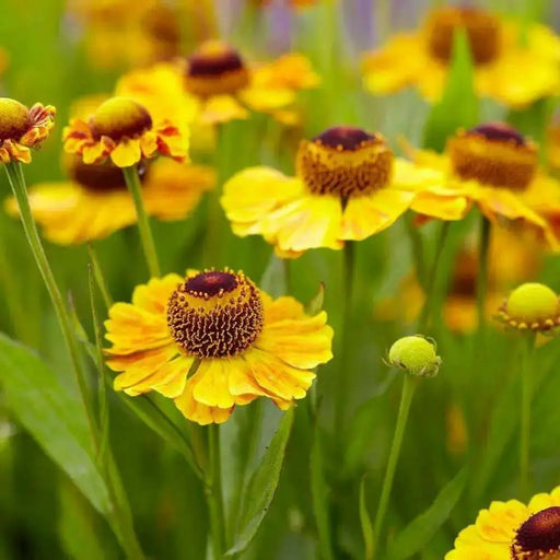 Helenium (bareroot plant)  hardy perennial Sneezeweed - Caribbean garden seed