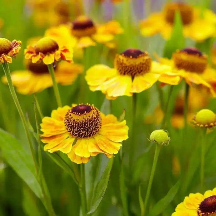 Helenium (bareroot plant)  hardy perennial Sneezeweed - Caribbean garden seed